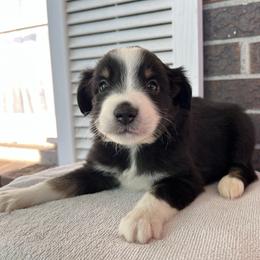Girl 2 - Black tri female Miniature Australian Shepherd puppy in Hokes Bluff, Alabama from Alegria Toy Aussies
