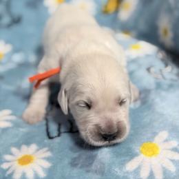 Yellow - Light golden female Golden Retriever puppy in Tylertown, Mississippi from Southern Paws, LLC