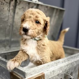 Goldendoodles and Poodles from Glamorous Poodles of Tampa