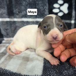 Maya - White and blue female Italian Greyhound puppy in Parsons, Kansas from Feathered Cactus Farm