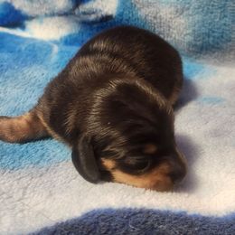 Serenity - Chocolate and tan female Dachshund puppy in Delano, Tennessee from Walker Ranch Danes & Dachshunds