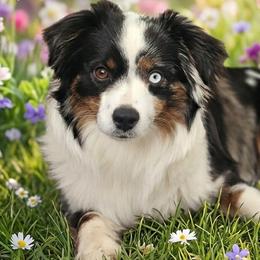 Lily - Miniature Australian Shepherd
