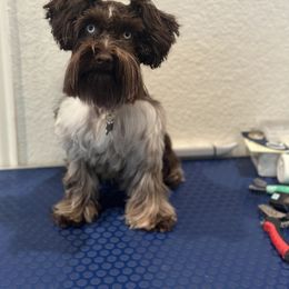 Dove - Miniature Schnauzer