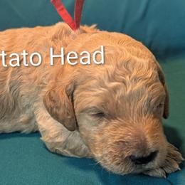 Mr. Potato Head - Red Collar - Apricot male Goldendoodle puppy in Citrus Heights, California from Grandpaw's Golden Doodles