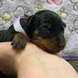 Pearl - Black and rust female Miniature Pinscher puppy in Lancaster, Missouri from White Stone Ranch