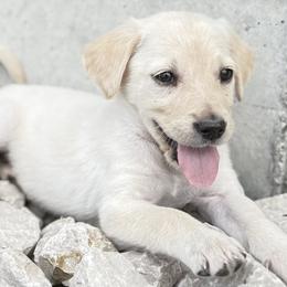 Goldendoodle and Labradoodle Puppies from Rising Star Doodles