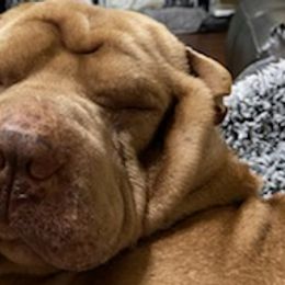 Chinese Shar-Pei from Shar Pei Love