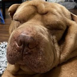 Chinese Shar-Pei from Shar Pei Love