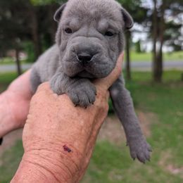 Boy 2 - Blue male Chinese Shar-Pei puppy in Autryville, North Carolina from T&D'S Razen Wrinkles Shar-pei