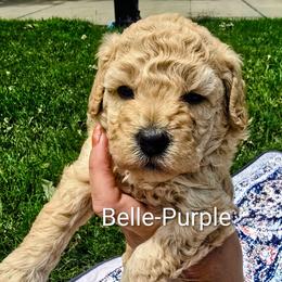 Belle - Apricot female Goldendoodle puppy in Red Oak, Iowa from Fisher Pups-Stay Golden with a Doodle