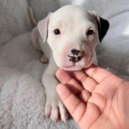 Aurora - Black female American Pit Bull Terrier puppy in Frederick, Maryland from •Wyngate Pits•