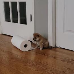 Shiba Inu Puppies from Veronika's Shiba Inus