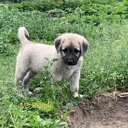 Ms Purple - Anatolian Shepherd Dog puppy in Michigan from T&S Anatolians