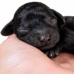 Tootsie - Black male Cavapoo puppy in Ville Platte, Louisiana from The Barkery