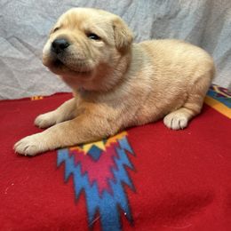 Blue - Yellow male Labrador Retriever puppy in Iowa City, Iowa from Country Road Acres