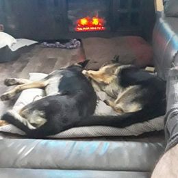 German Shepherd Puppies from Sandy’s Shepherds