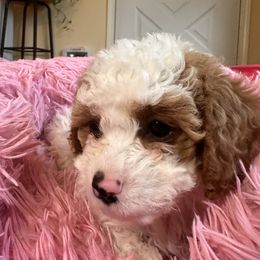 Cavalier King Charles Spaniel and Cavapoo Puppies from PJE Cavs and Poos