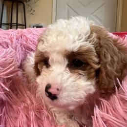 Cavalier King Charles Spaniel and Cavapoo Puppies from PJE Cavs and Poos