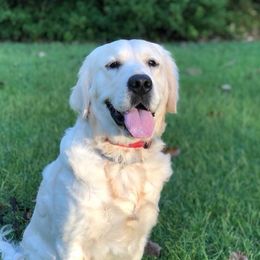 Oshie - Golden Retriever