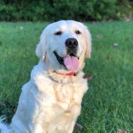 Oshie - Golden Retriever