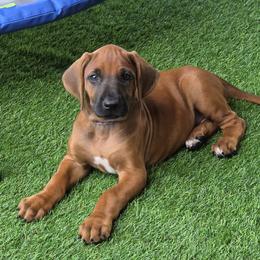 Vallie - Rd whtn blk nose female Rhodesian Ridgeback puppy in Gaffney, South Carolina from Circle D Farms