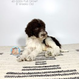 Rolo - Chocolate male Goldendoodle puppy in Southwest Ranches, Florida from Dandy Doodle Ranch