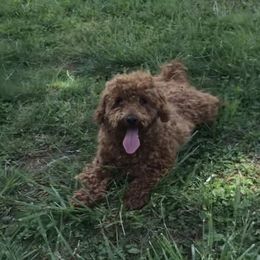 Tig - Goldendoodle