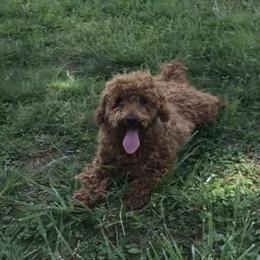 Tig - Goldendoodle