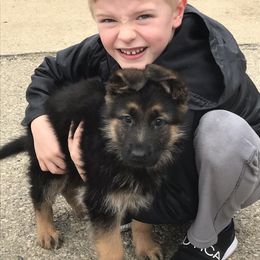 German Shepherd Puppies from Tara Riehle