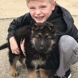 German Shepherd Puppies from Tara Riehle