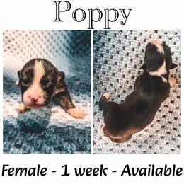 Poppy - Black and tan female American Corgi puppy in Fitzhugh, Oklahoma from Elmiphyr Corgis