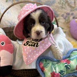 Bree - Liver and white female English Springer Spaniel puppy in Cookeville, Tennessee from AVE Springer Spaniels