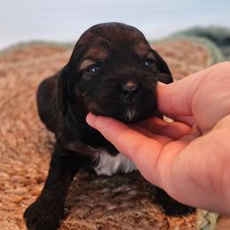 Ivy- Female - Sable female Cockapoo puppy in Connersville, Indiana from Dessie's Doodles