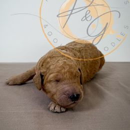 Whitney (pink collar) - Apricot female Goldendoodle puppy in Murrieta, California from Apricot Poodles & Goldendoodles, LLC