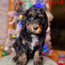 Hagrid - Merle male Bernedoodle puppy in Midland, Michigan from Northern Charm Farm