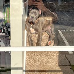 Archibalds Reign - Gray brindle male Cane Corso puppy in Jacksonville, North Carolina from Cor Dei Cane Corso