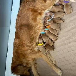 Golden Retriever Puppies from Bella’s Golden Pups