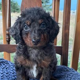 Ally - Merle female Bernedoodle puppy in Caldwell, Idaho from Treasure Valley Poodles