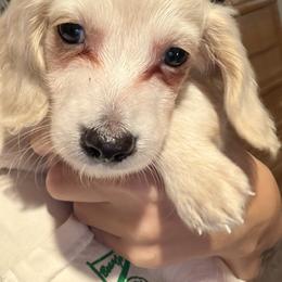 Dachshund Puppies from Libby’s Legacy Doxies LLC