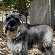 Standard Schnauzers from Harmony Standard Schnauzers