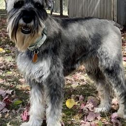 Standard Schnauzers from Harmony Standard Schnauzers
