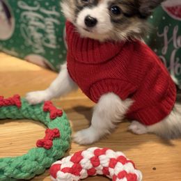 Papillon Puppies from A Breed Apart Papillons