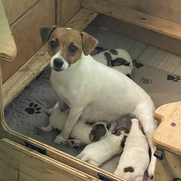 Maddie - Russell Terrier