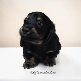 Tripp - Black and cream male Dachshund puppy in Oklahoma City, Oklahoma from OkieDoxieland Dachshunds