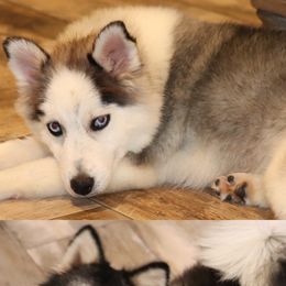 Pomskies from Bayouland Pomskies