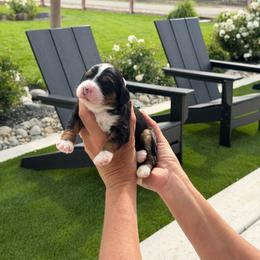 June - Tri-color female Bernedoodle puppy in Yuba City, California from Ranch House Doodles