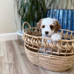 Autumn - Parti female Goldendoodle puppy in San Jose, California from Doodle Amore