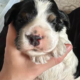 Patriot - Black and white male Cocker Spaniel puppy in Cincinnati, Ohio from Abundance of Joy LLC Cocker Spaniels