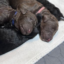 Poodle Puppies from KG Poodle Haus