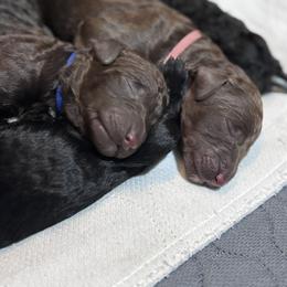 Poodle Puppies from KG Poodle Haus